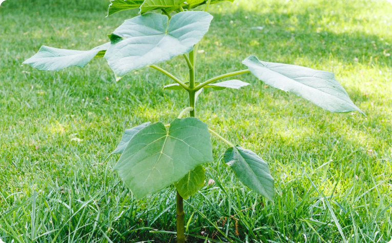 Paulownia Seedlings