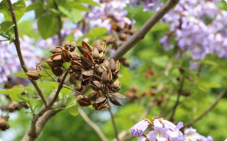 Paulownia seeds