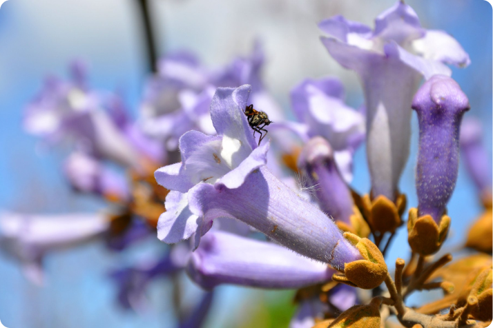 Paulownia flowers