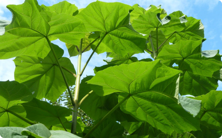 Paulownia leaves